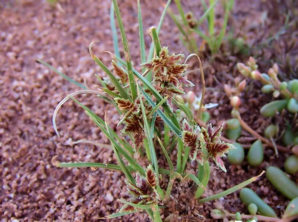 Cyperus sp., Ilparpa Claypans, Alice Springs NT