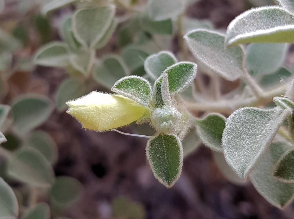 Krichauff Ranges fuchsia (Eremophila ovata), Olive Pink Botanic Garden, Alice Springs NT