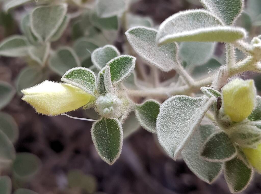 Krichauff Ranges fuchsia (Eremophila ovata), Olive Pink Botanic Garden, Alice Springs NTq