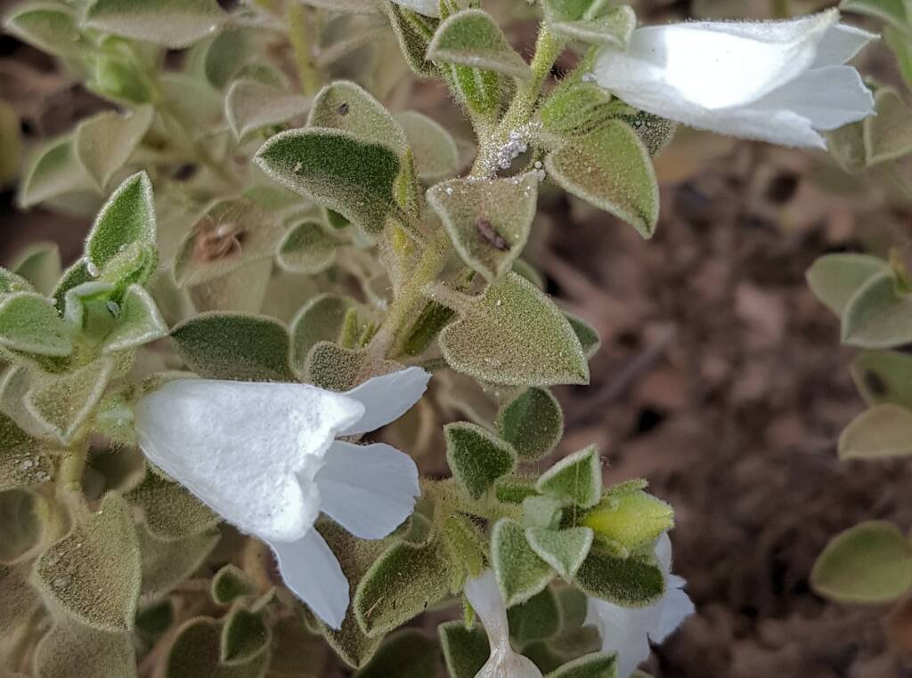 Krichauff Ranges fuchsia (Eremophila ovata), Olive Pink Botanic Garden, Alice Springs NT