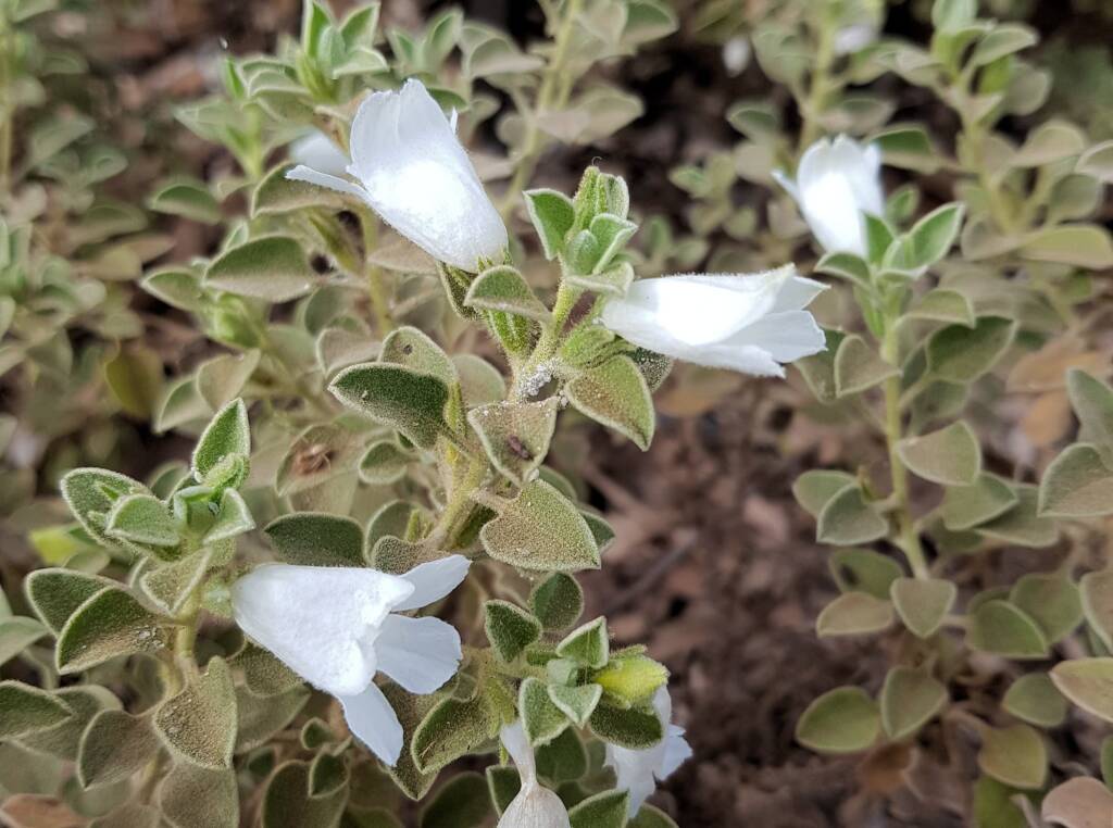 Krichauff Ranges fuchsia (Eremophila ovata), Olive Pink Botanic Garden, Alice Springs NT