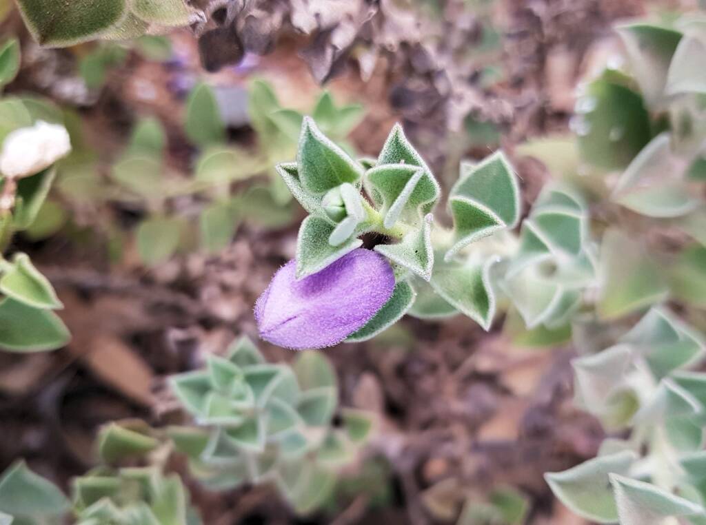 Krichauff Ranges fuchsia (Eremophila ovata), Olive Pink Botanic Garden, Alice Springs NT