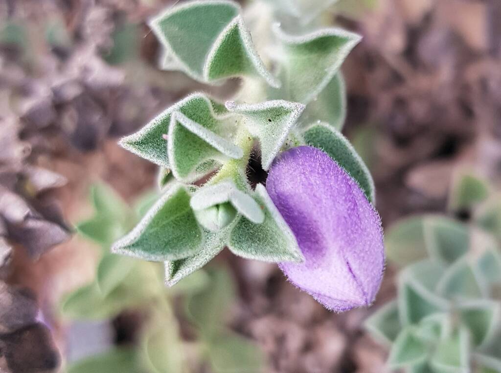 Krichauff Ranges fuchsia (Eremophila ovata), Olive Pink Botanic Garden, Alice Springs NT