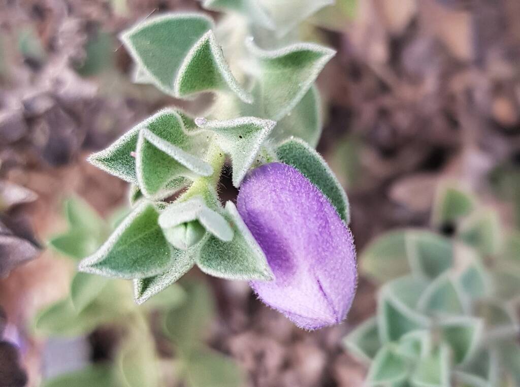 Krichauff Ranges fuchsia (Eremophila ovata), Olive Pink Botanic Garden, Alice Springs NT