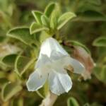 Krichauff Ranges fuchsia (Eremophila ovata), Olive Pink Botanic Garden, Alice Springs NT