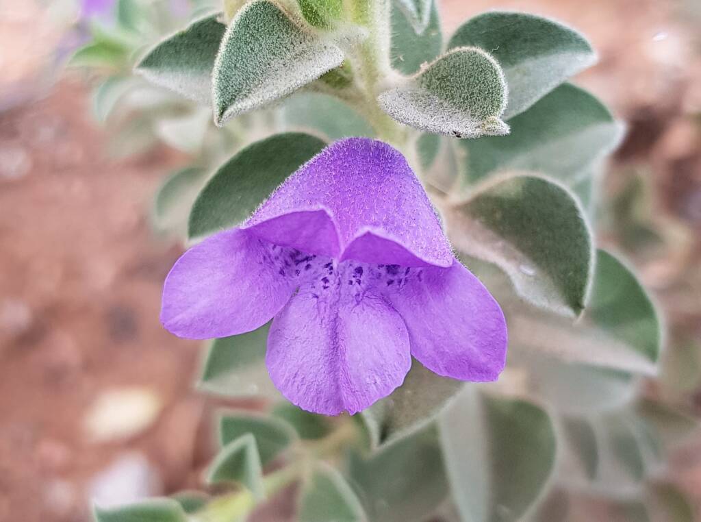 Krichauff Ranges fuchsia (Eremophila ovata), Olive Pink Botanic Garden, Alice Springs NT