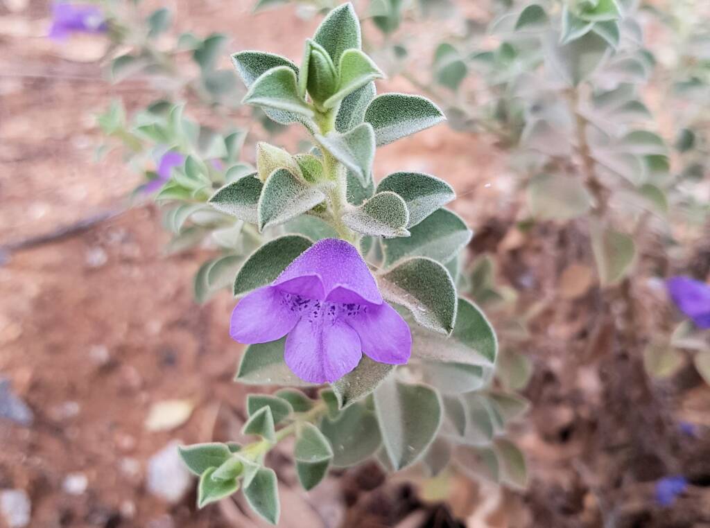 Krichauff Ranges fuchsia (Eremophila ovata), Olive Pink Botanic Garden, Alice Springs NT
