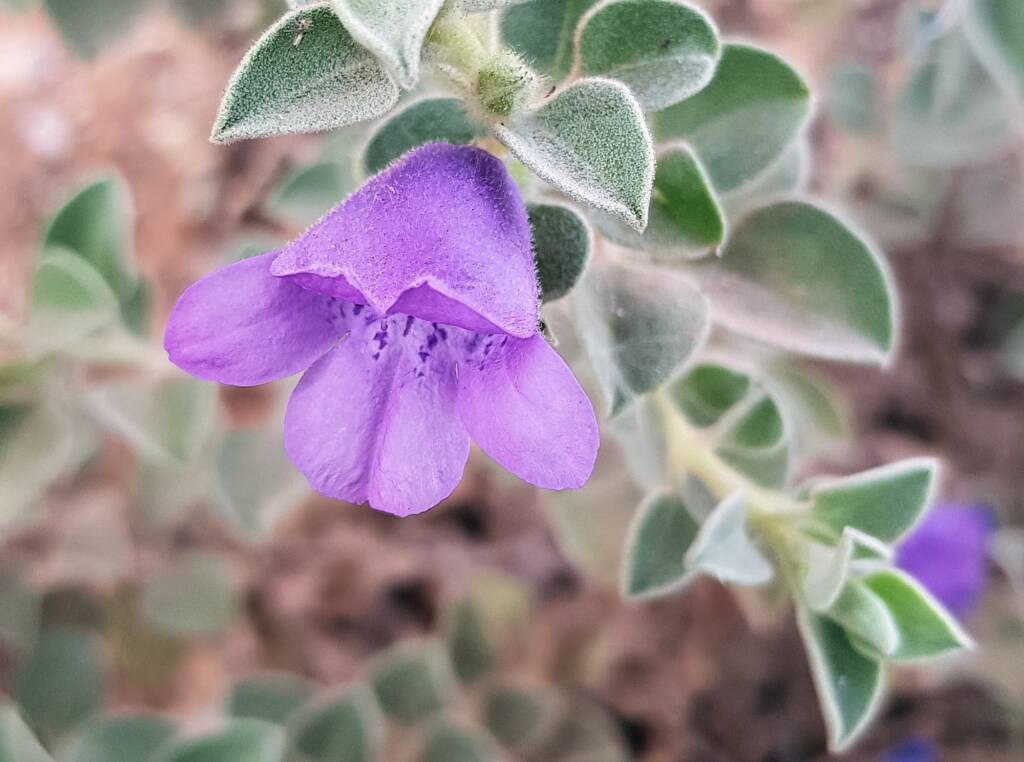 Krichauff Ranges fuchsia (Eremophila ovata), Olive Pink Botanic Garden, Alice Springs NT