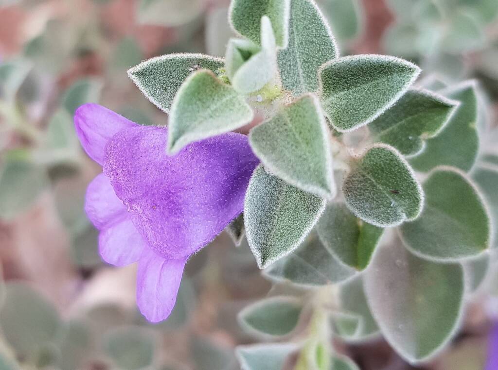 Krichauff Ranges fuchsia (Eremophila ovata), Olive Pink Botanic Garden, Alice Springs NT