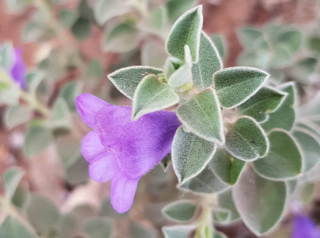 Krichauff Ranges fuchsia (Eremophila ovata), Olive Pink Botanic Garden, Alice Springs NT