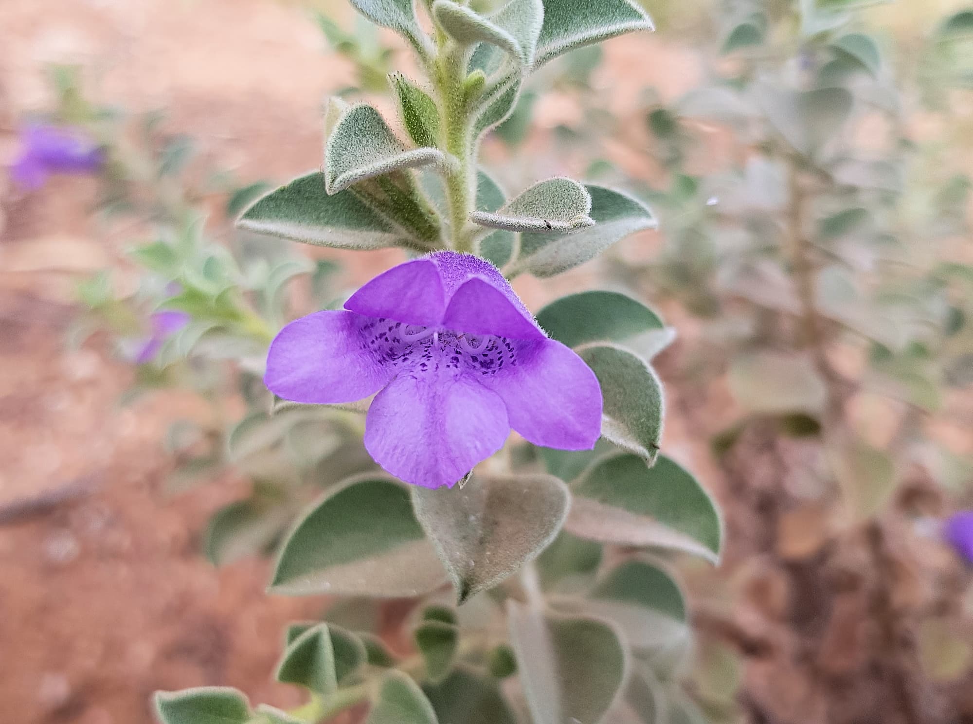 Krichauff Ranges fuchsia (Eremophila ovata), Olive Pink Botanic Garden, Alice Springs NT