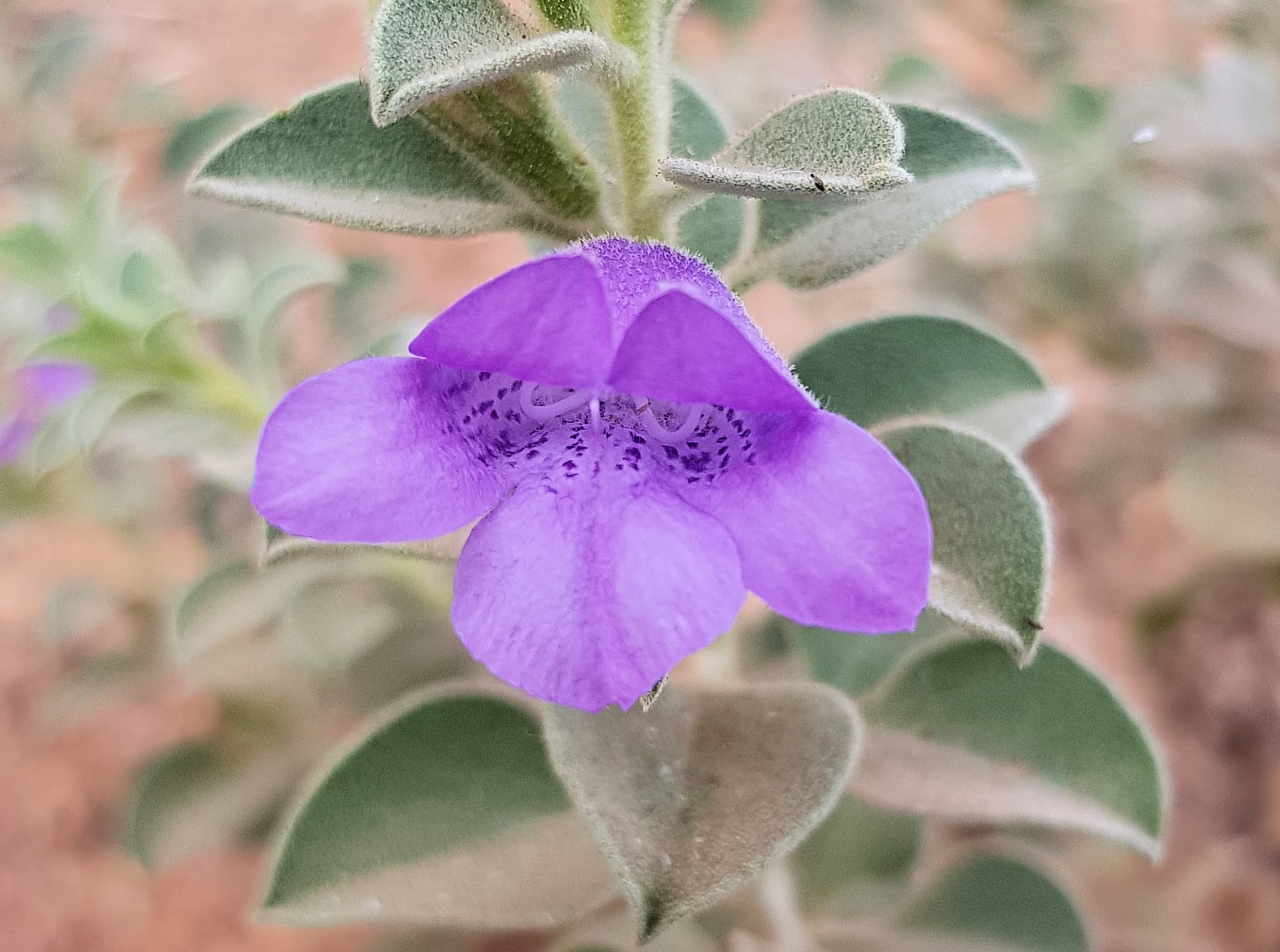Krichauff Ranges fuchsia (Eremophila ovata), Olive Pink Botanic Garden, Alice Springs NT
