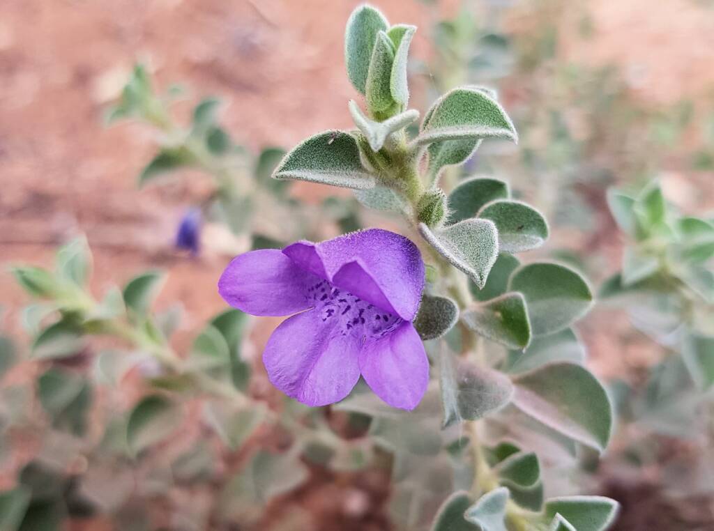 Krichauff Ranges fuchsia (Eremophila ovata), Olive Pink Botanic Garden, Alice Springs NT
