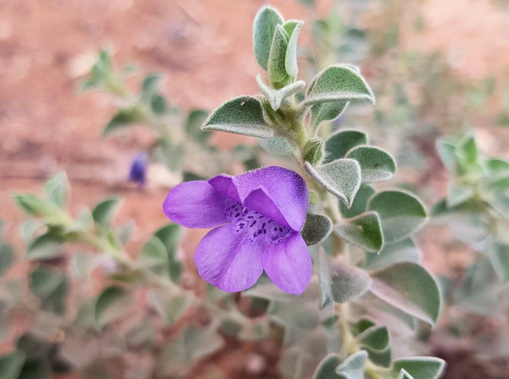 Krichauff Ranges fuchsia (Eremophila ovata), Olive Pink Botanic Garden, Alice Springs NT