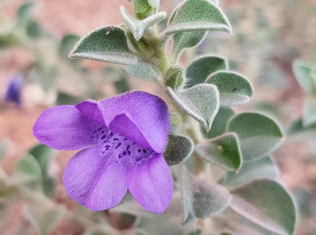 Krichauff Ranges fuchsia (Eremophila ovata), Olive Pink Botanic Garden, Alice Springs NT