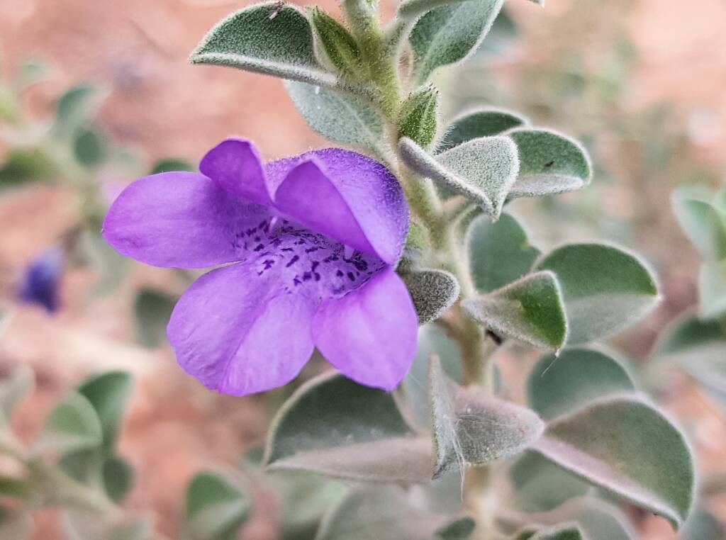 Krichauff Ranges fuchsia (Eremophila ovata), Olive Pink Botanic Garden, Alice Springs NT