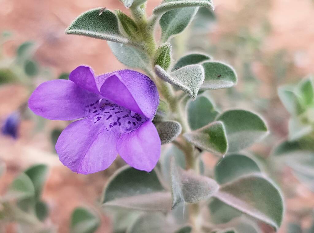 Krichauff Ranges fuchsia (Eremophila ovata), Olive Pink Botanic Garden, Alice Springs NT