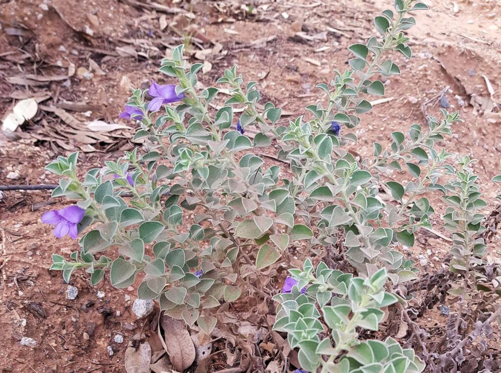 Krichauff Ranges fuchsia (Eremophila ovata), Olive Pink Botanic Garden, Alice Springs NT