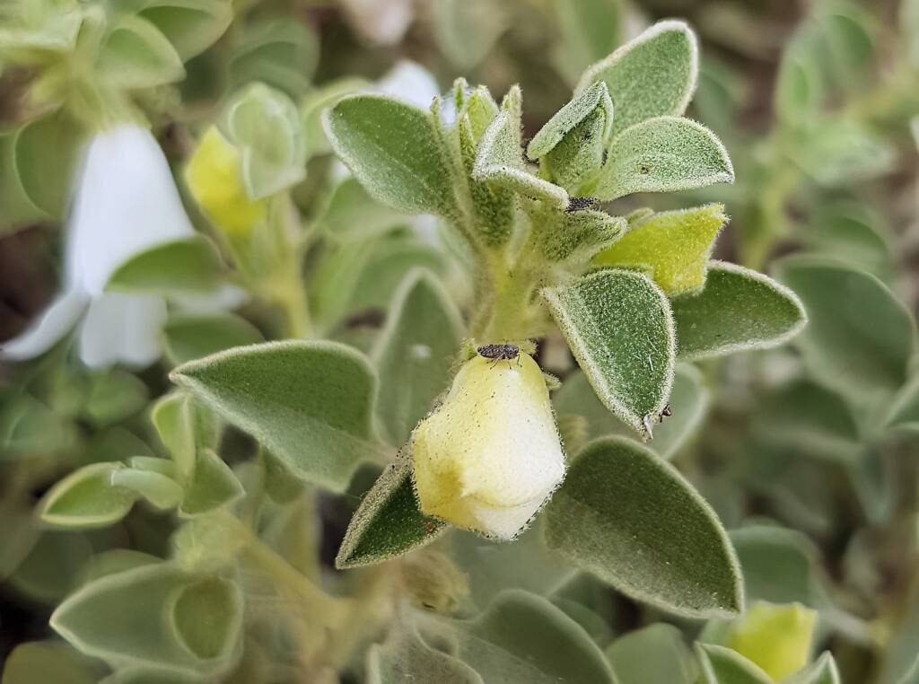 Krichauff Ranges fuchsia (Eremophila ovata), Olive Pink Botanic Garden, Alice Springs NT
