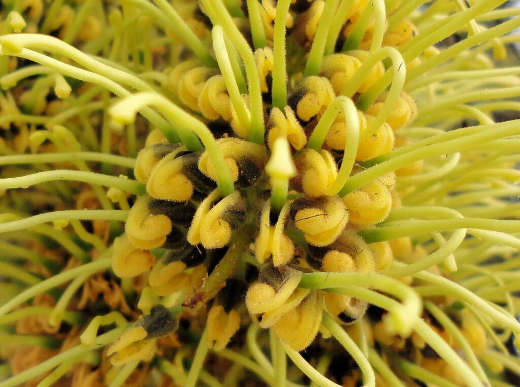 Fork-leaf Corkwood (Hakea divaricata), Alice Springs NT