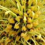 Fork-leaf Corkwood (Hakea divaricata), Alice Springs NT