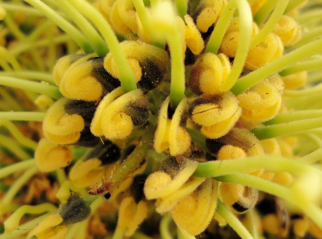 Fork-leaf Corkwood (Hakea divaricata), Alice Springs NT