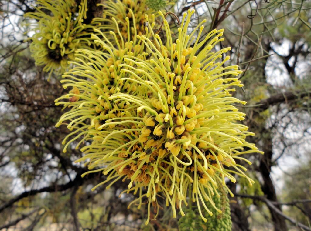 Fork-leaf Corkwood (Hakea divaricata), Alice Springs NT