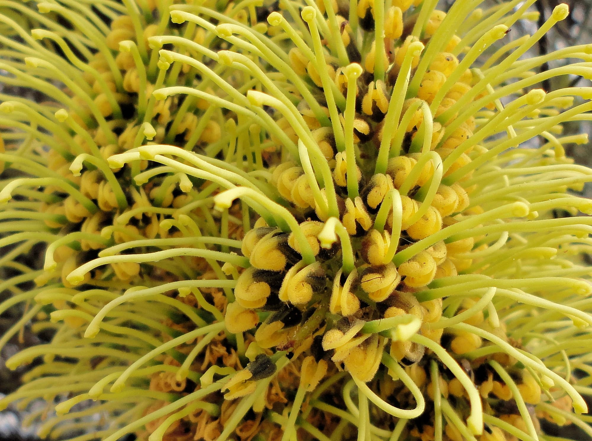 Fork-leaf Corkwood (Hakea divaricata), Alice Springs NT