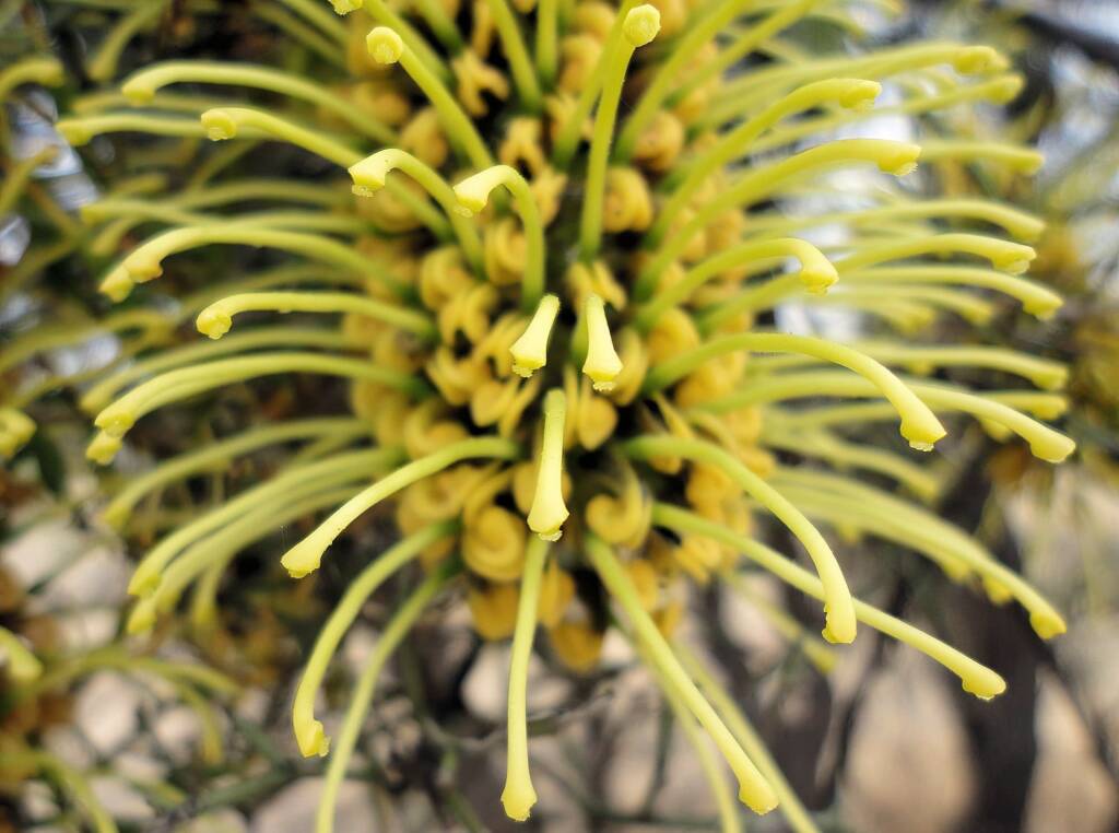 Fork-leaf Corkwood (Hakea divaricata), Alice Springs NT