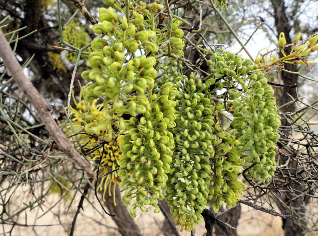 Fork-leaf Corkwood (Hakea divaricata), Alice Springs NT