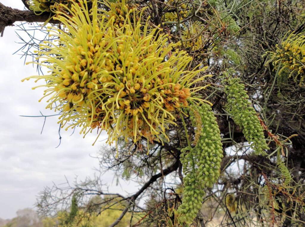 Fork-leaf Corkwood (Hakea divaricata), Alice Springs NT