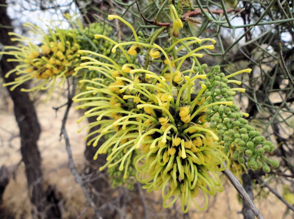 Fork-leaf Corkwood (Hakea divaricata), Alice Springs NT