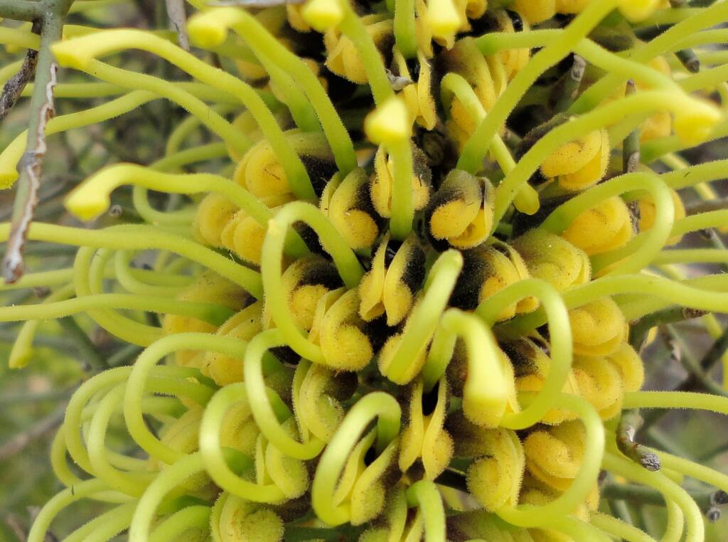 Fork-leaf Corkwood (Hakea divaricata), Alice Springs NT