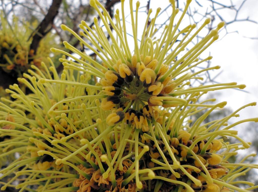 Fork-leaf Corkwood (Hakea divaricata), Alice Springs NT