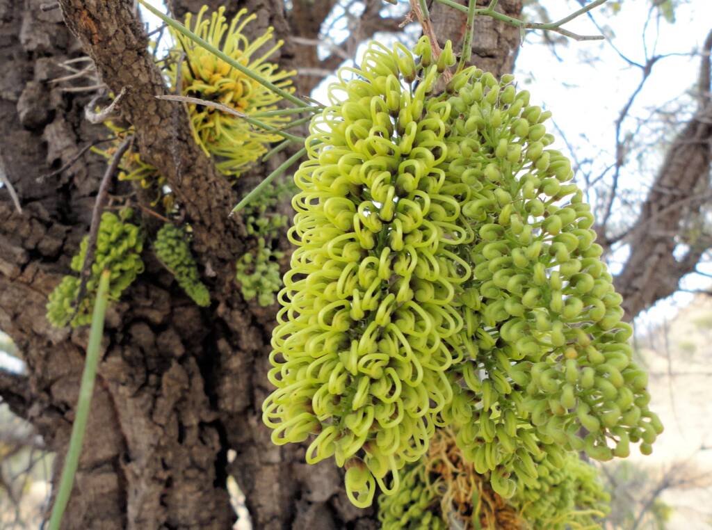 Fork-leaf Corkwood (Hakea divaricata), Alice Springs NT