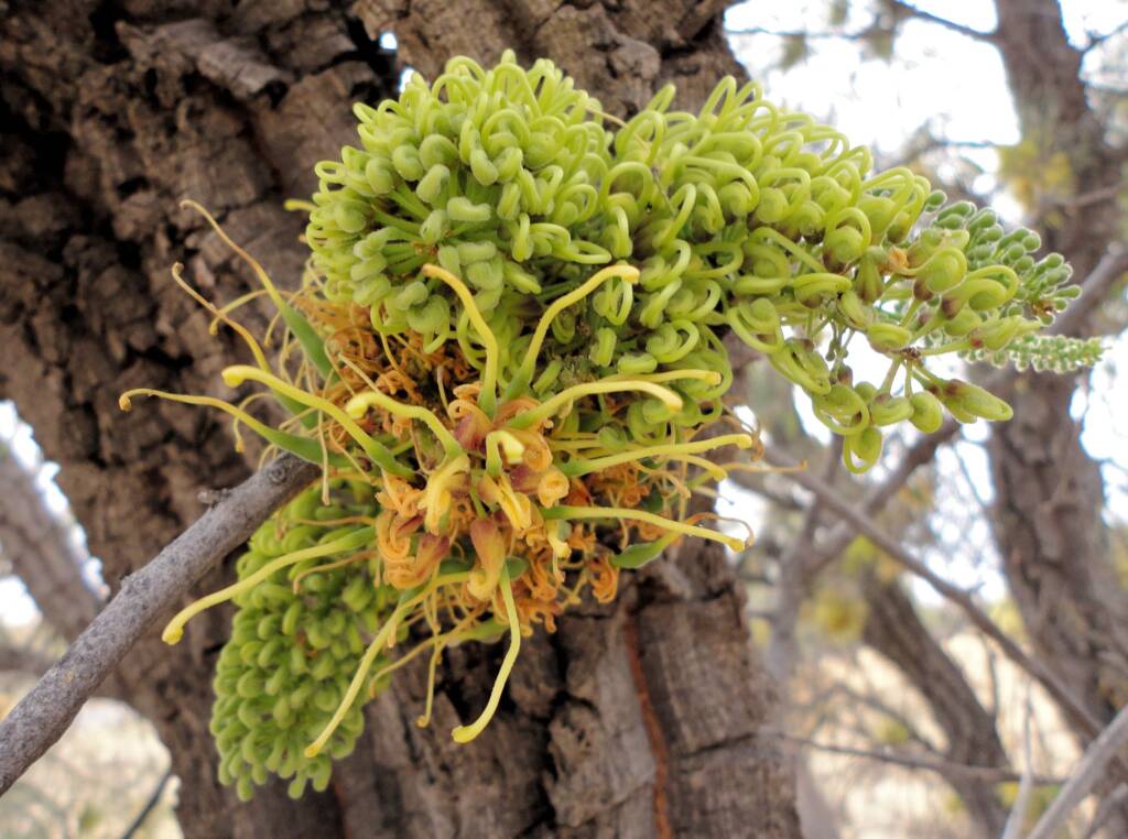 Fork-leaf Corkwood (Hakea divaricata), Alice Springs NT