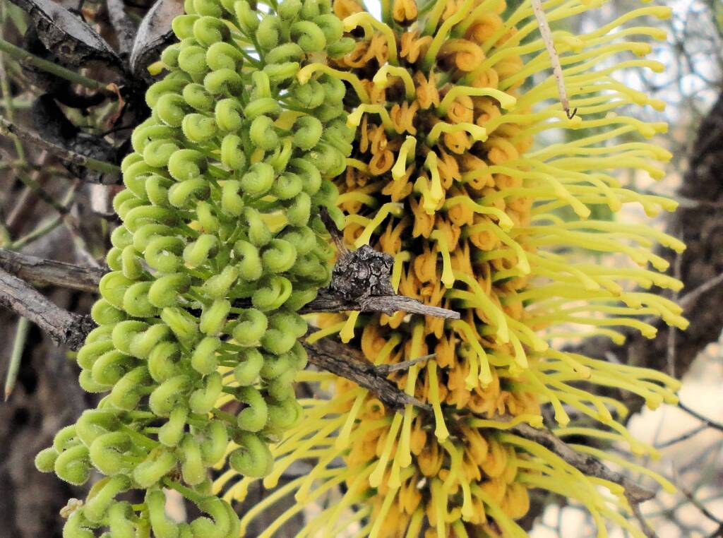 Fork-leaf Corkwood (Hakea divaricata), Alice Springs NT