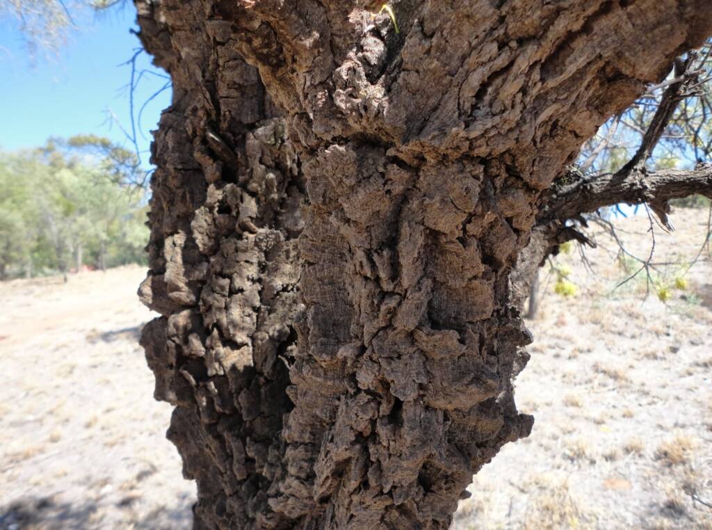 Fork-leaf Corkwood (Hakea divaricata), Alice Springs NT