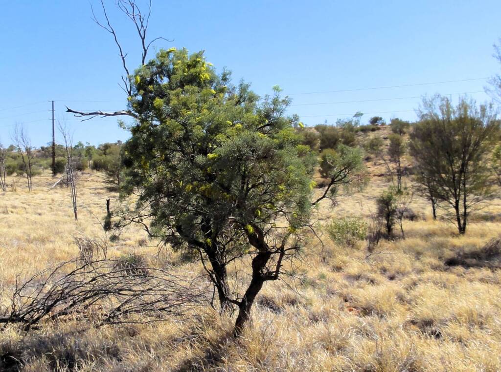 Fork-leaf Corkwood (Hakea divaricata), Alice Springs NT