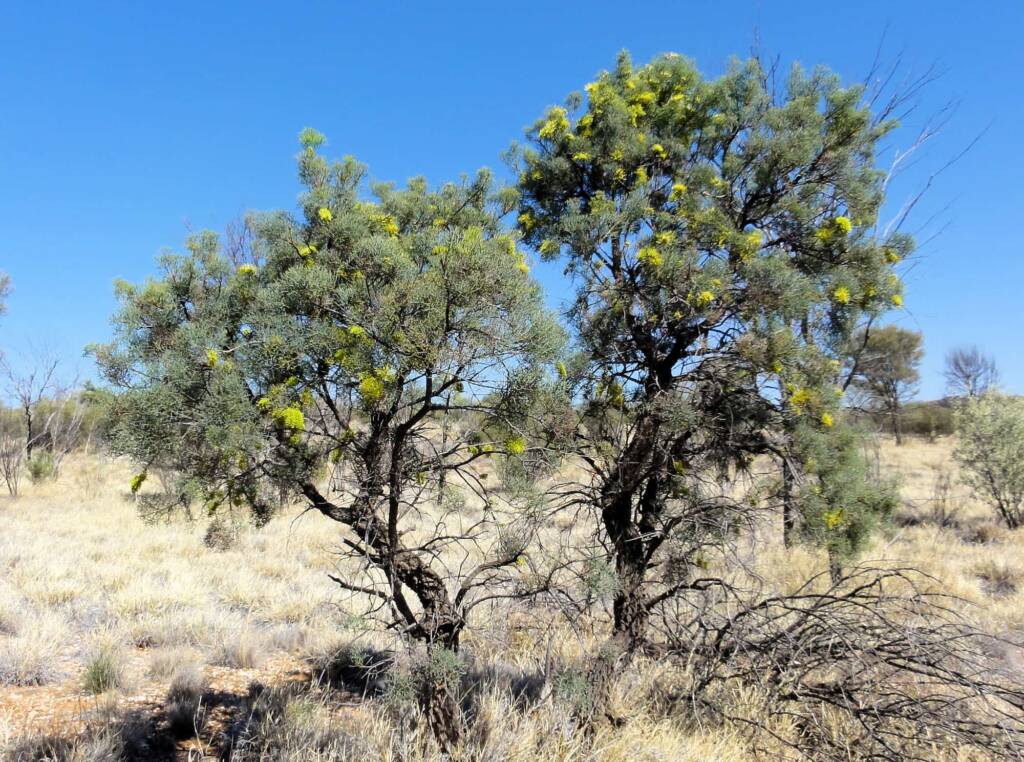 Fork-leaf Corkwood (Hakea divaricata), Alice Springs NT