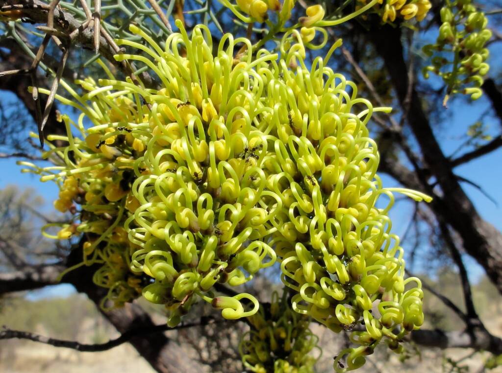 Fork-leaf Corkwood (Hakea divaricata), Alice Springs NT