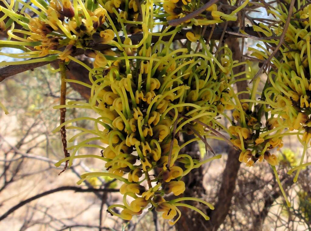 Fork-leaf Corkwood (Hakea divaricata), Alice Springs NT