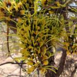 Fork-leaf Corkwood (Hakea divaricata), Alice Springs NT