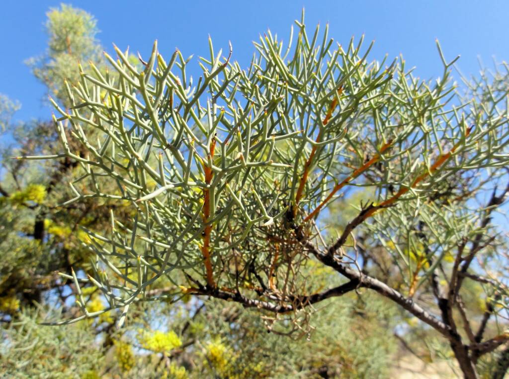 Fork-leaf Corkwood (Hakea divaricata), Alice Springs NT
