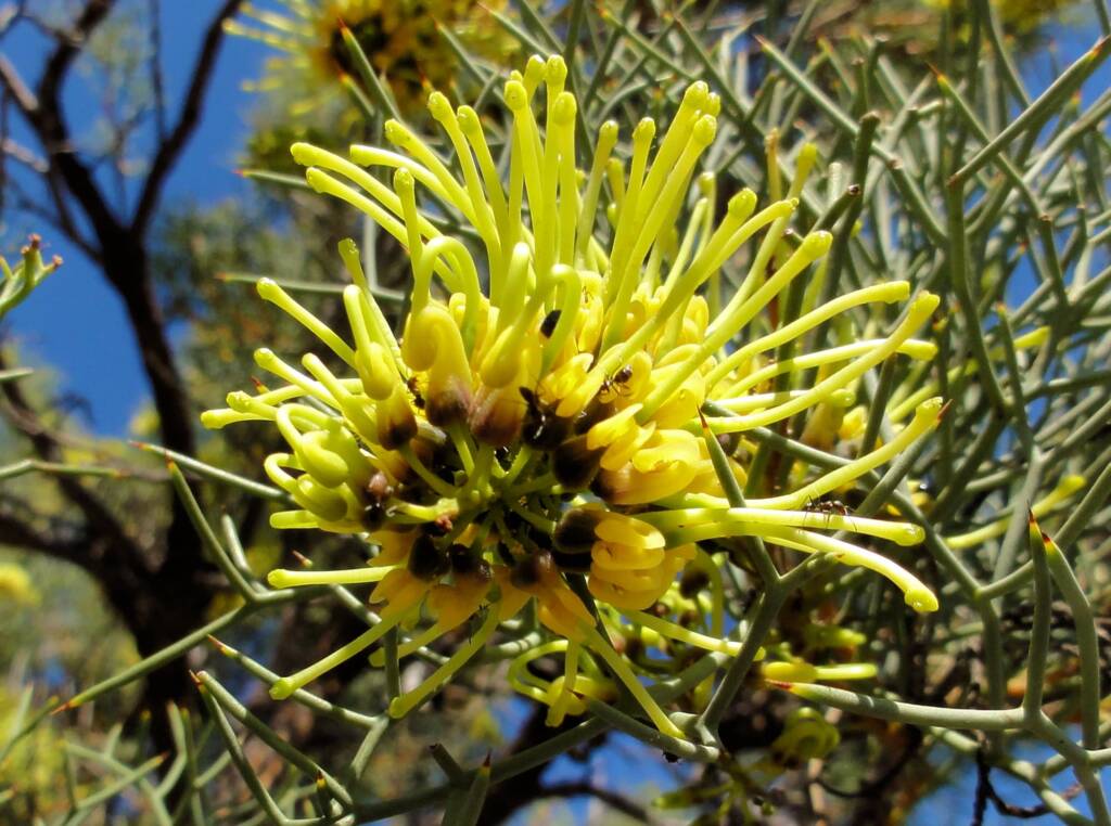Fork-leaf Corkwood (Hakea divaricata), Alice Springs NT