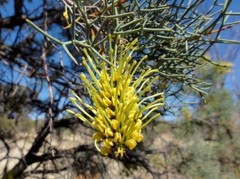 Fork-leaf Corkwood (Hakea divaricata), Alice Springs NT