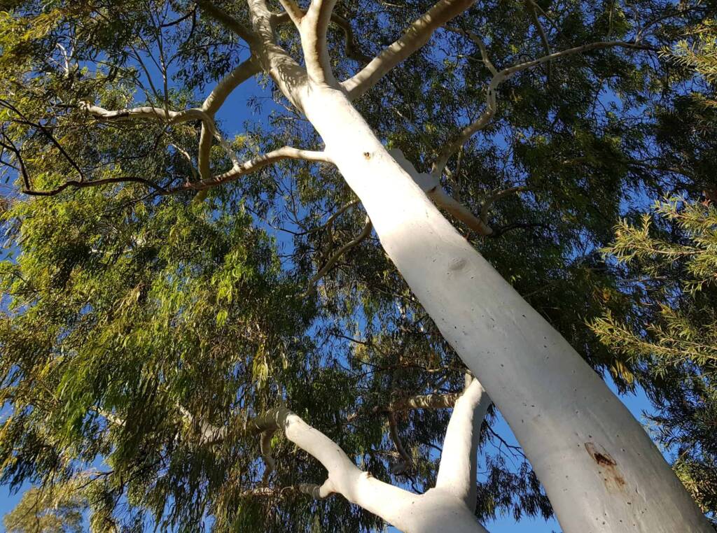 Ghost Gum (Corymbia aparrerinja), Alice Springs NT
