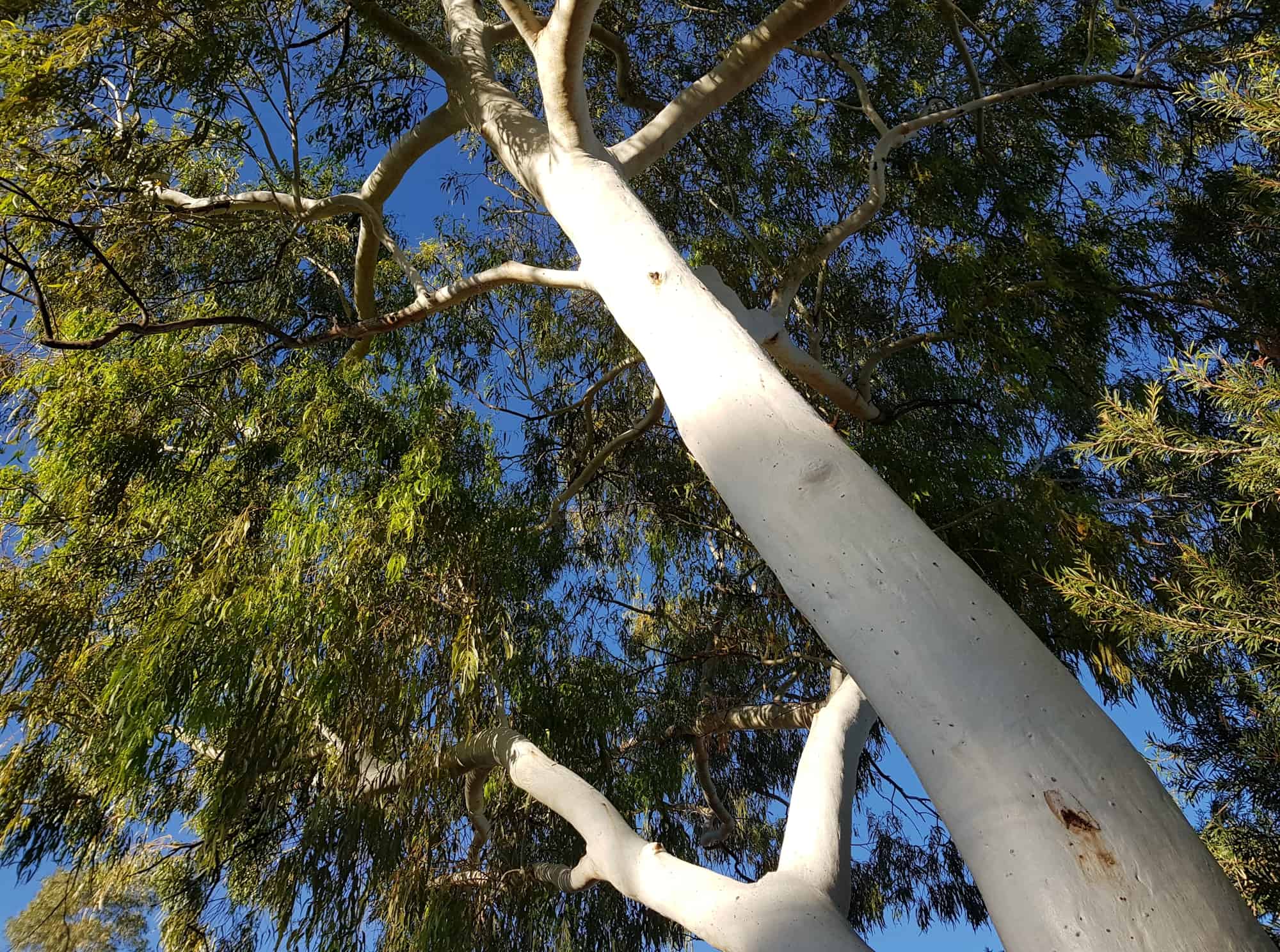 Ghost Gum (Corymbia aparrerinja), Alice Springs NT