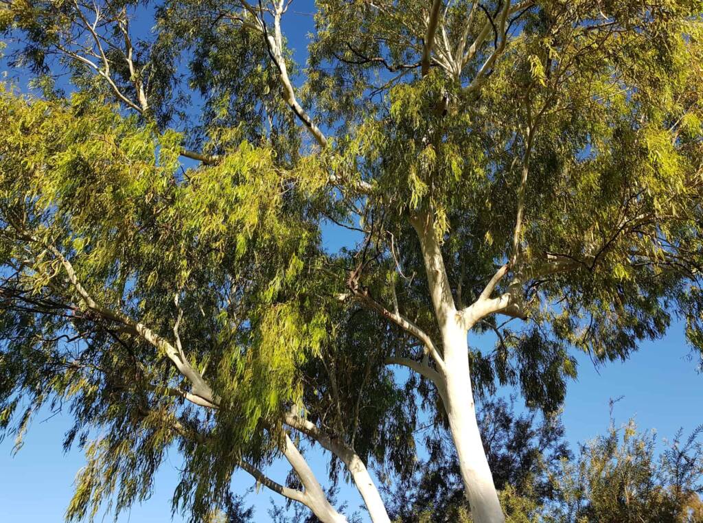 Ghost Gum (Corymbia aparrerinja), Alice Springs NT