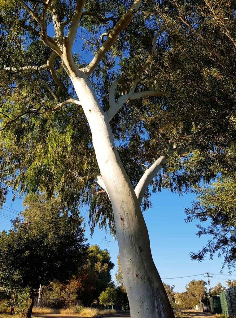 Ghost Gum (Corymbia aparrerinja), Alice Springs NT